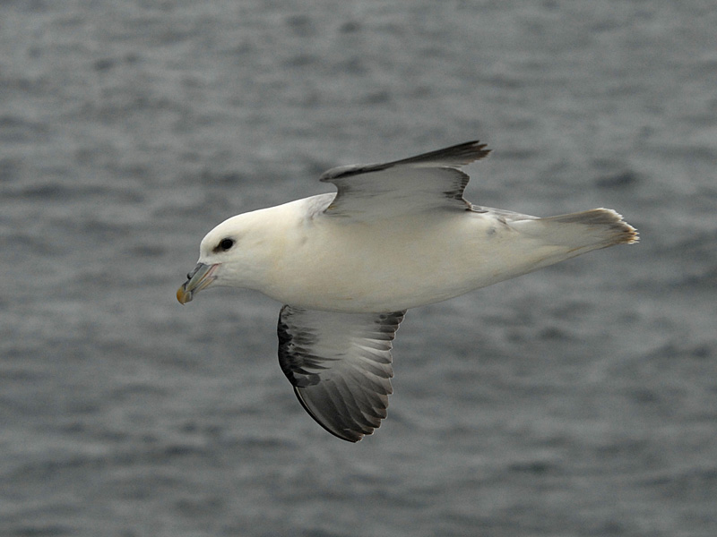 Nothern Fulmar [ Fulmarus glacialis ]