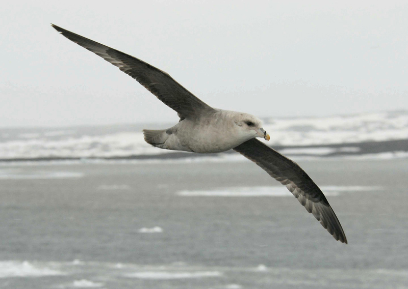 Nothern Fulmar [ Fulmarus glacialis ]