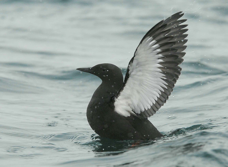 Black Guillemot [ Cepphus grylle ]