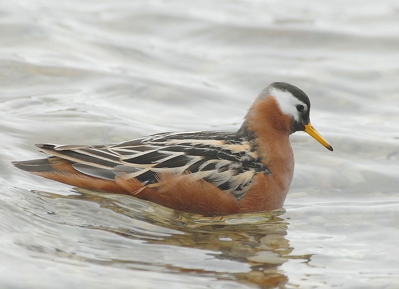 Grey Phalerope [ Phalaropus fulicaria]