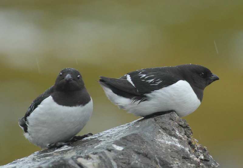 LITTLE  AUK [Alle alle ]