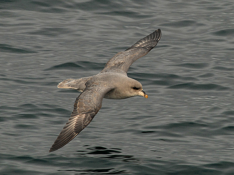 Nothern Fulmar [ Fulmarus glacialis ]