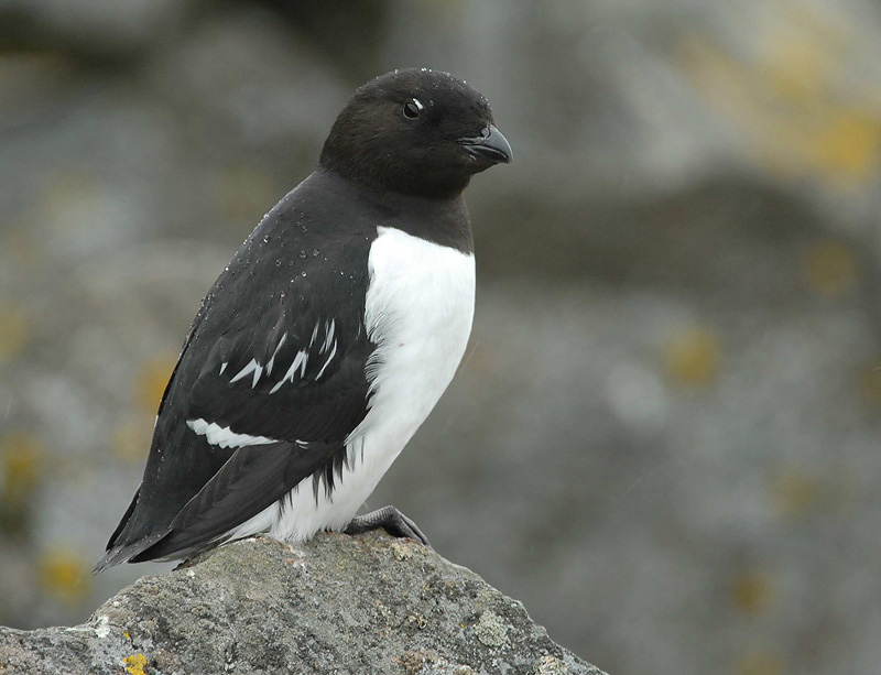 LITTLE  AUK [Alle alle ]