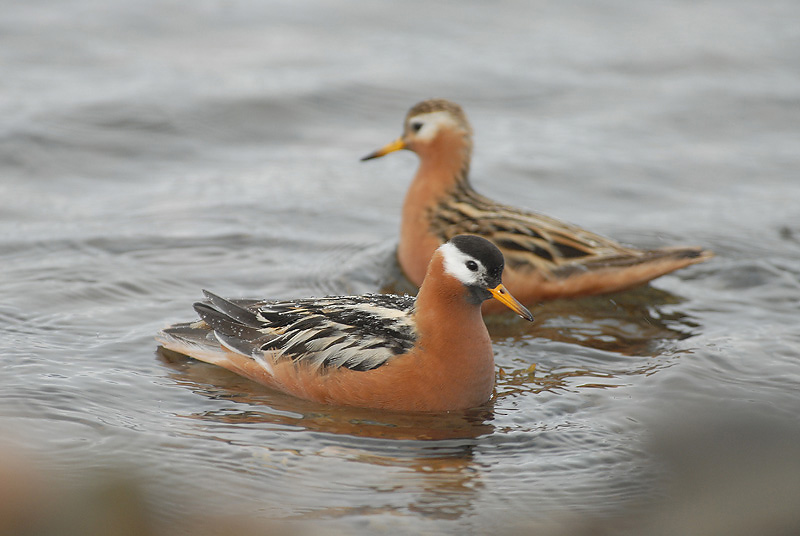 Grey Phalerope [ Phalaropus fulicaria]