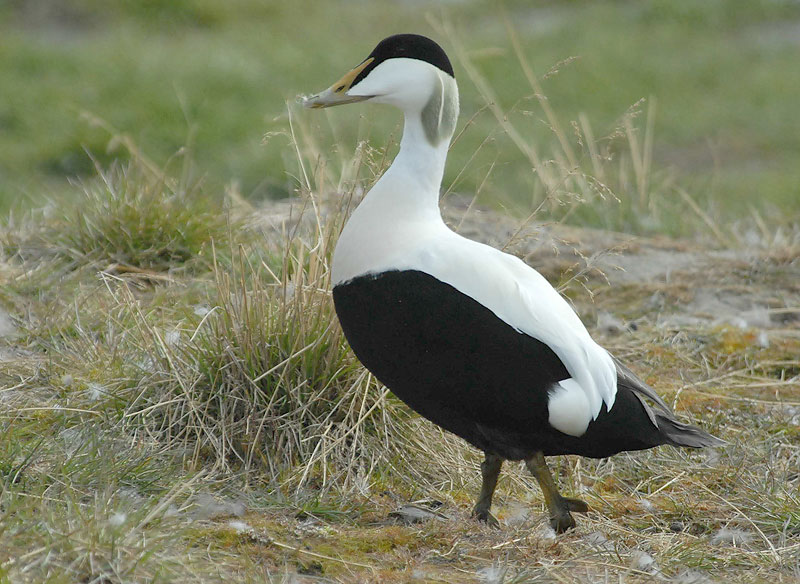COMMON EIDER [Somateria mollissima]