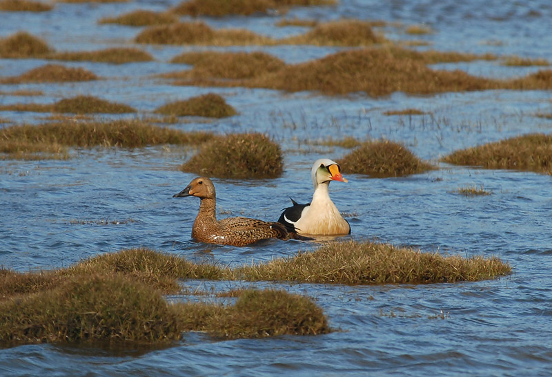 KING EIDER [Somateria spectabilus]