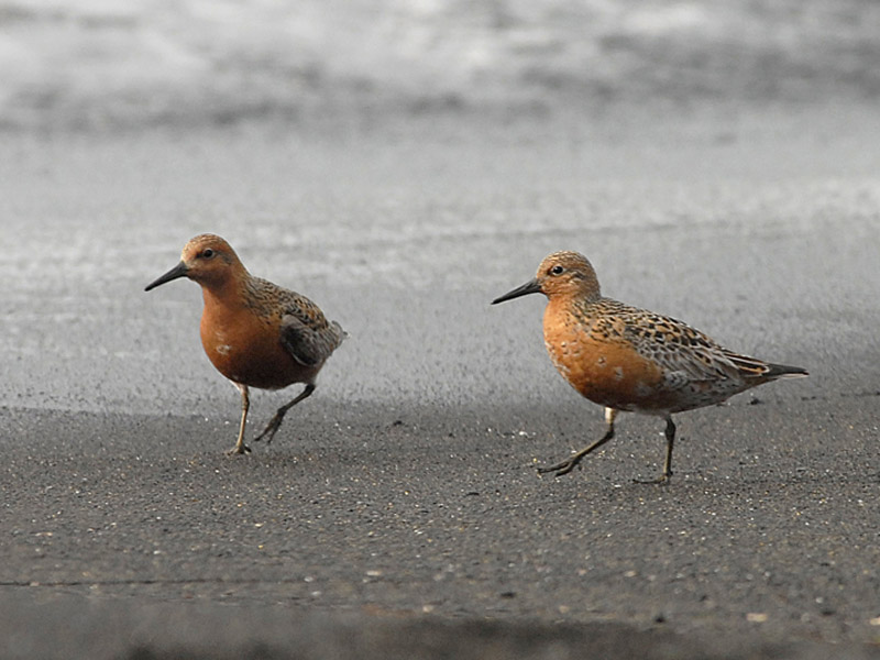 KNOT [ Calidris canutus ]