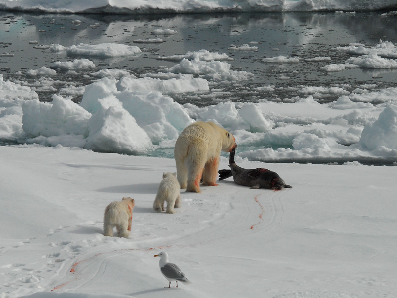 Polar Bear - IJsbeer