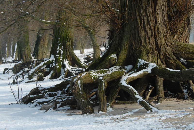 DSC_0127 Row of old Willows