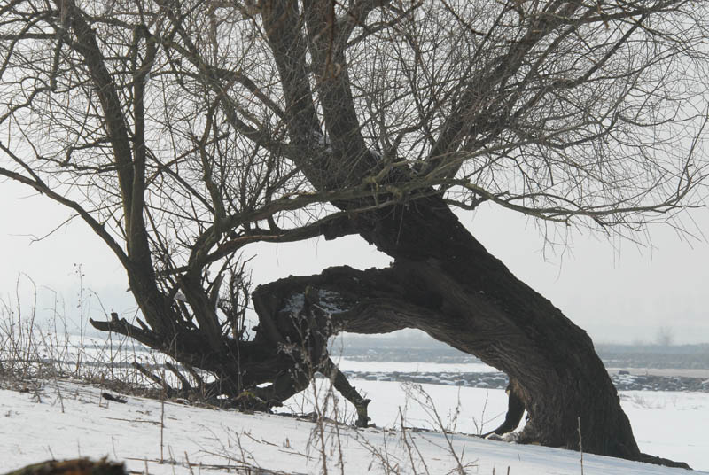DSC_0131 Old and tired