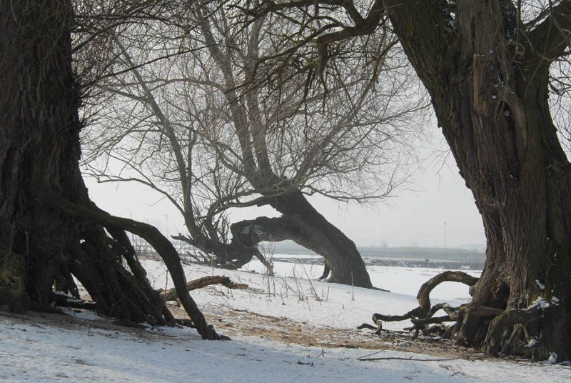DSC_0133 Three willows