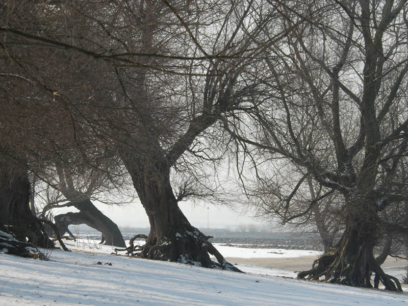 DSC_0139  Trees