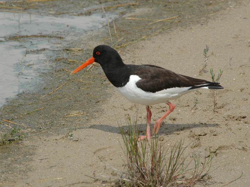 OYSTERCATCHER { Haematopus ostralegus ]
