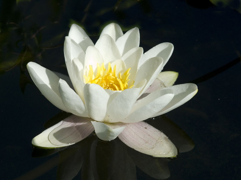 DSC_5779 Waterlilly