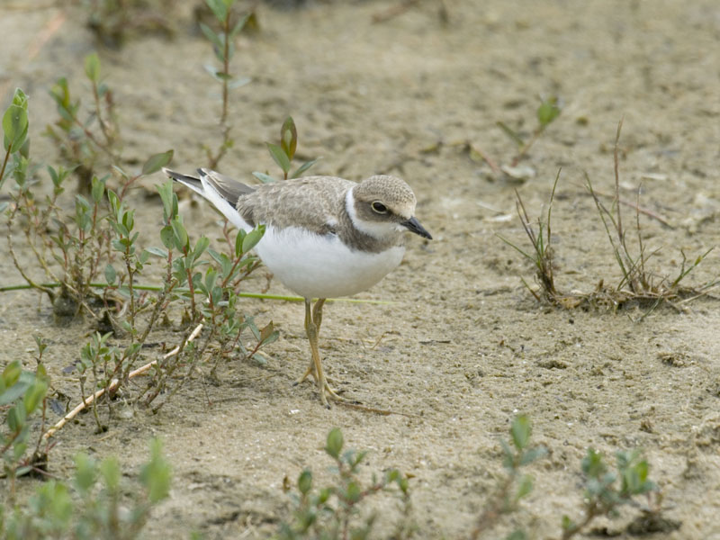 LITTLE RINGED PLOVER [ Charadrius dubius ]