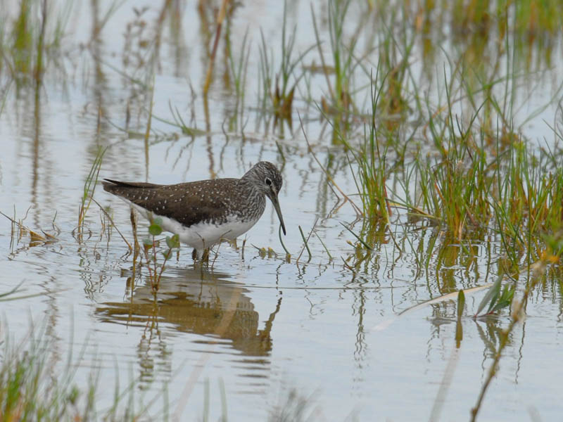 GREEN SANDPIPER [Tringa ochropus ]