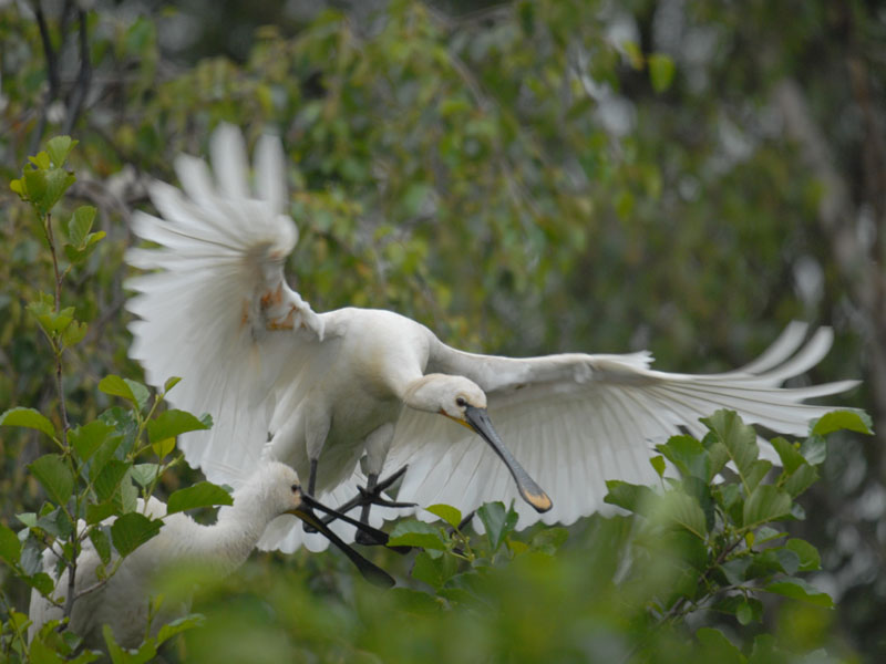  Lepelaar-EURASIAN SPOONBILL [ Platalea leucorodia ]