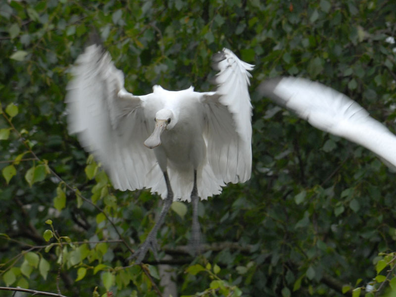  Lepelaar-EURASIAN SPOONBILL [ Platalea leucorodia