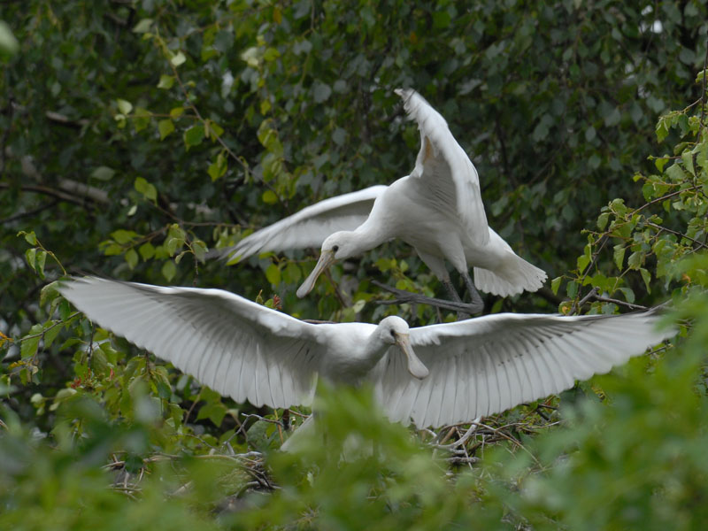  Lepelaar-EURASIAN SPOONBILL [ Platalea leucorodia ]