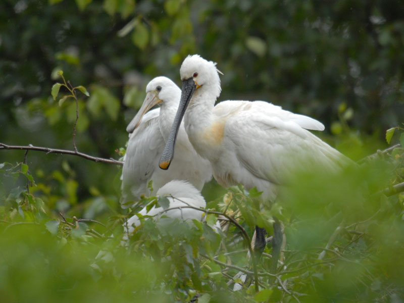  Lepelaar-EURASIAN SPOONBILL [ Platalea leucorodia ]