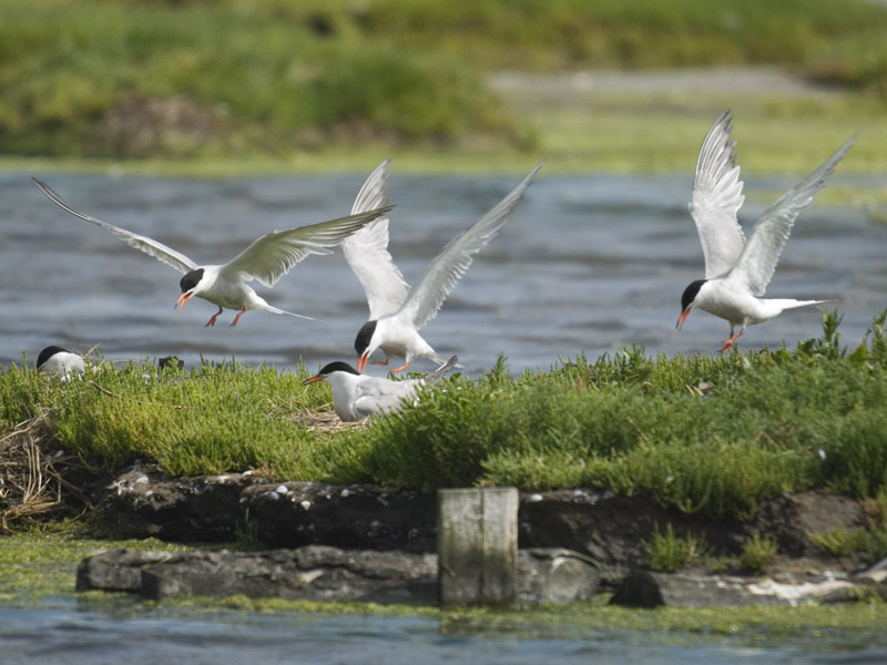 Visdief-Common Tern [Sterna hirundo]