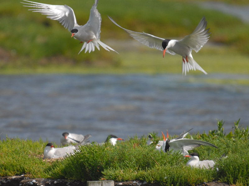  Visdief-Common Tern [Sterna hirundo]