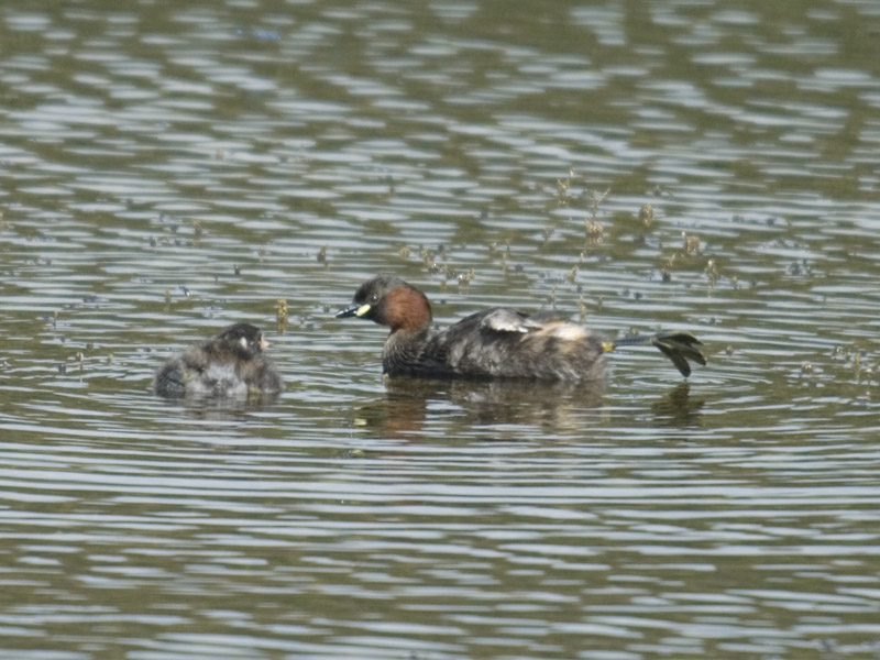  Dodaars-Little Grebe [Tachybaptus ruficollis]
