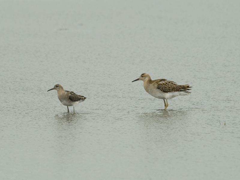  Kemphaan + hen-Ruff [Philomachus pugnax[
