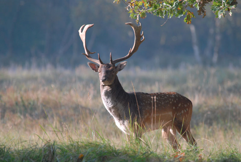 Fallow-deer