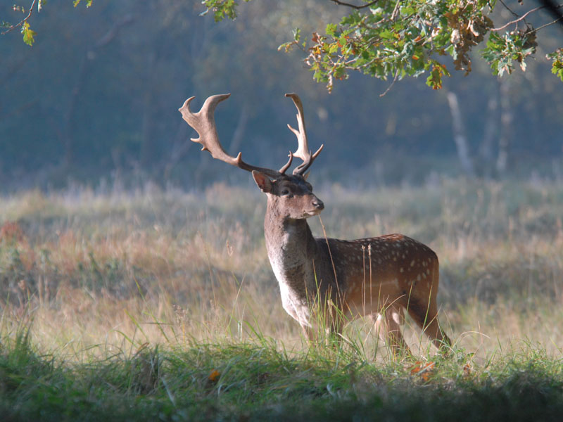 Fallow-deer
