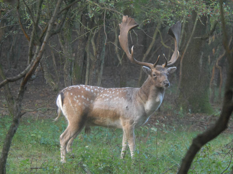 Fallow-deer