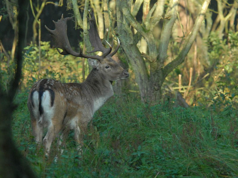 Fallow-deer