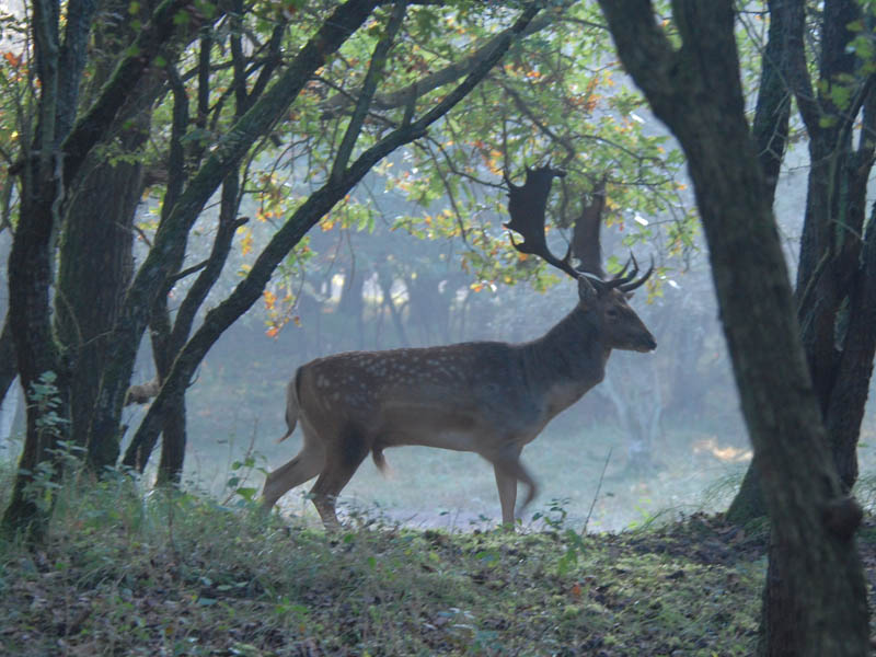 Fallow-deer