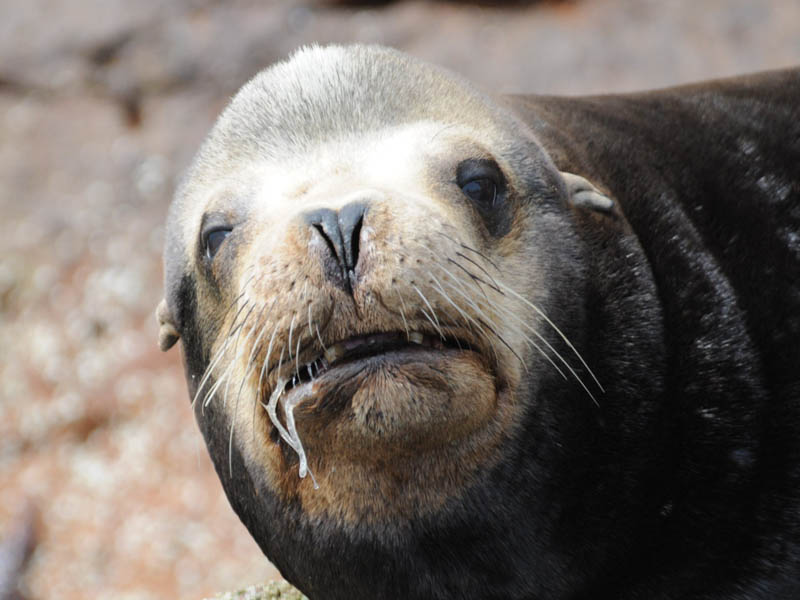 DSC_0637 Sealion .jpg