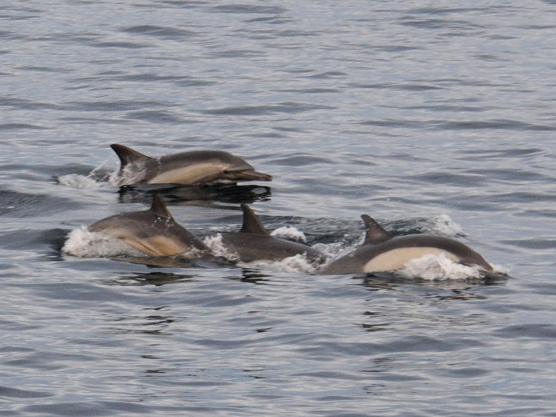  Common dolphin Sea of Cortez  .