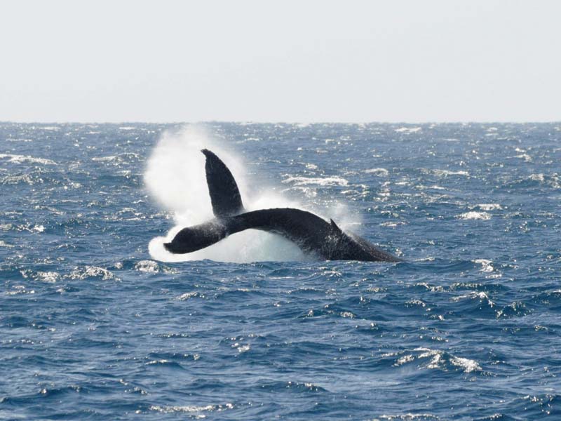  Humpback    Sea of Cortez.