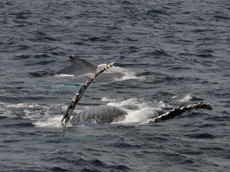 Humpback    Sea of Cortez