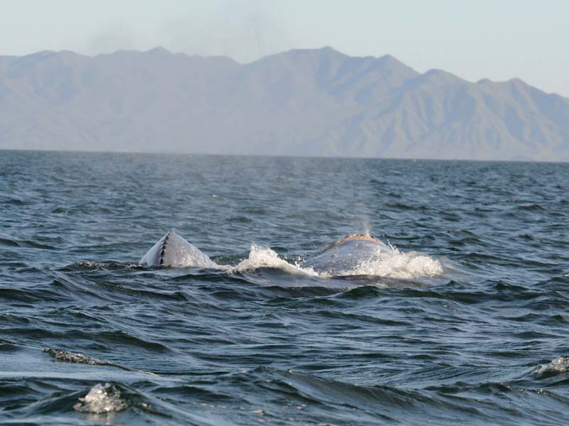 _Grey whale - Magdalena Bay - Baja California.