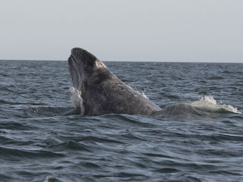_Grey whale - Magdalena Bay - Baja California.