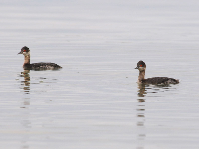 DSC_0135eared grebe .jpg