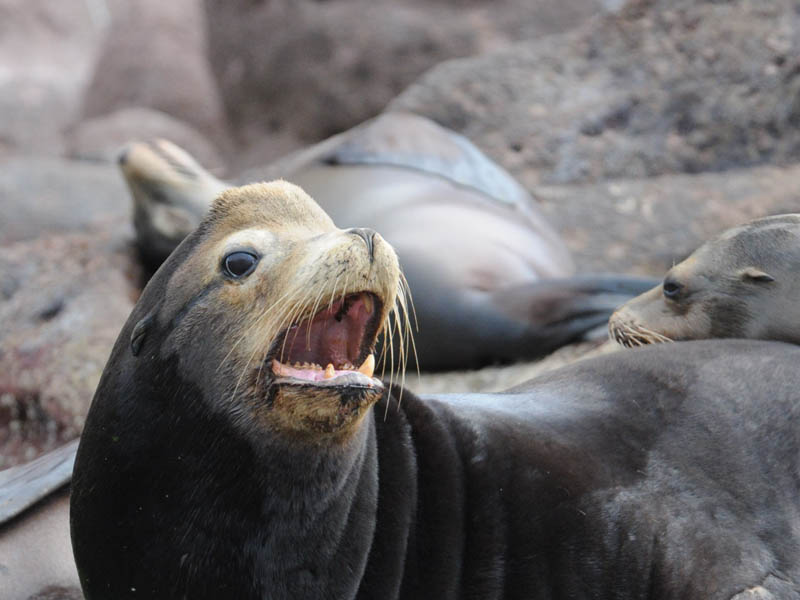 DSC_060 SEALION 72 1.jpg