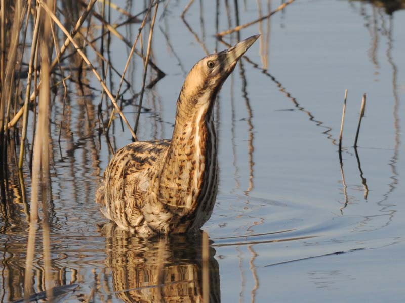 DSC_2381 Great Bittern-Roerdomp 72.jpg