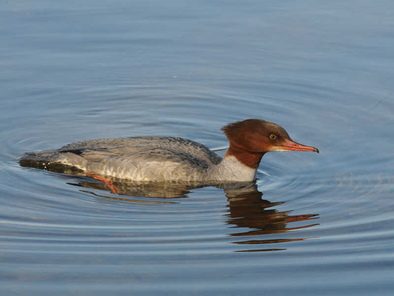 DSC_2452 Grote Zaagbek- Common Merganser 72.jpg