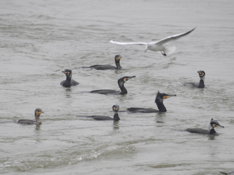 DSC_2649Aalscholver - Great Cormorant72.jpg