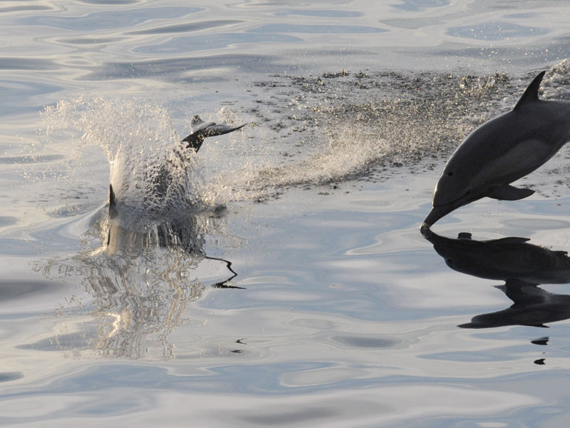   Common Dolphin  Sea of Cortez
