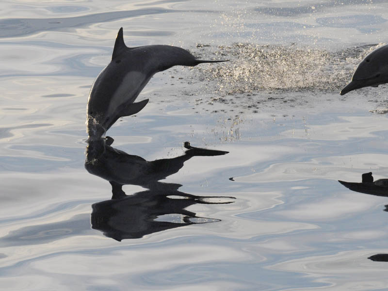 _Common Dolphin  Sea of Cortez