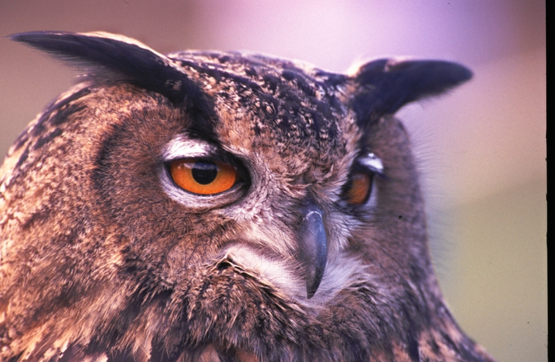  Oehoe -  Eagle Owl - Bubo bubo