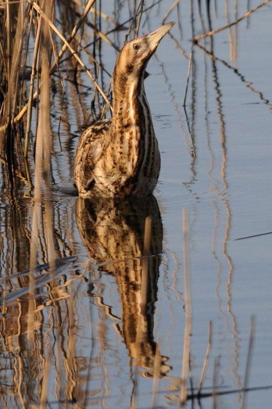 Great Bittern  [Botaurus stellaris ]
