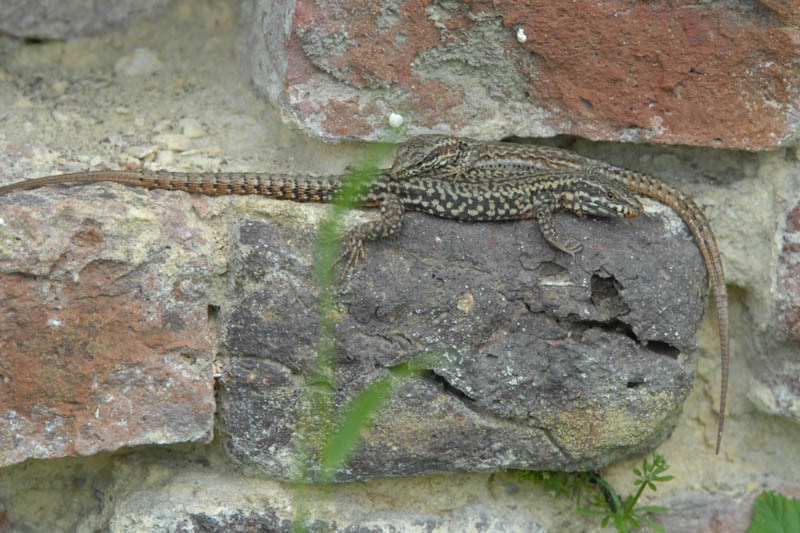 DSC_6017 Gewone Muurhagedis.jpg