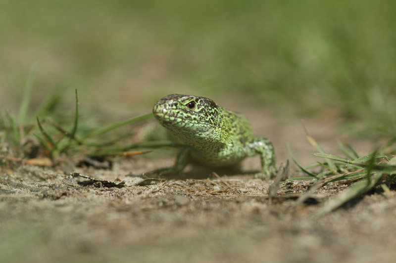 DSC_0036 Zandhagedis - Lacerta agilis.jpg